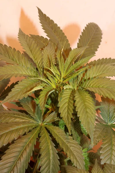 Marihuana Bladeren Close Cannabis Indica Familie Cannabaceae Moderne Achtergrond Hoge — Stockfoto