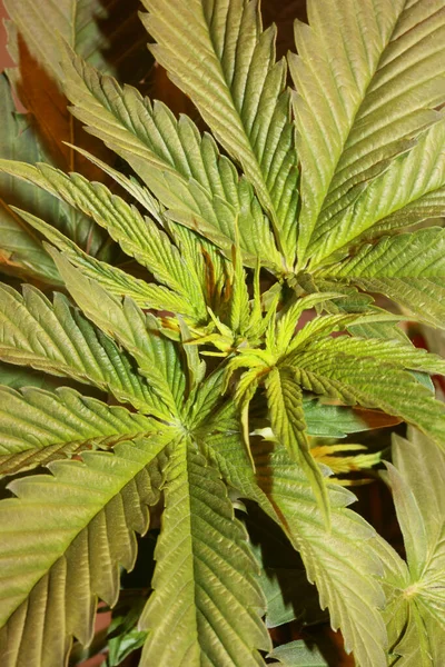 Marihuana Listy Zblízka Cannabis Indica Rodina Cannabaceae Moderní Pozadí Vysoce — Stock fotografie