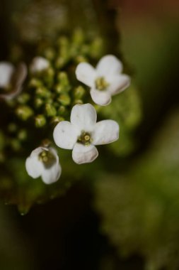 Yabani küçük çiçek Diplotaxis erucoides ailesi Brassicaceae botanik modern yüksek kalite büyük boy baskılar