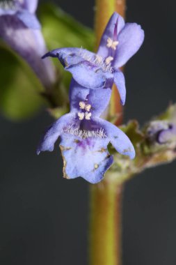 Vahşi küçük Lila çiçeği Glechoma hederacea L. ailesi lamiaceae botanik çağdaş yüksek kaliteli baskılar.