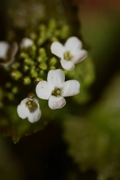Petite Fleur Sauvage Gros Plan Diplotaxis Erucoides Famille Brassicaceae Botanique — Photo