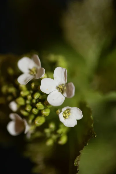 Flor Pequena Selvagem Close Diplotaxis Erucoides Família Brassicaceae Botânico Moderno — Fotografia de Stock