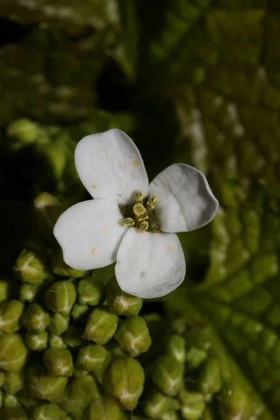 Dziki Mały Kwiat Zbliżenie Diplotaxis Erucoides Rodzina Brassicaceae Botaniczne Nowoczesny — Zdjęcie stockowe