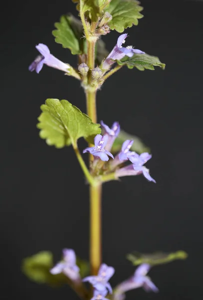 Petite Fleur Lila Sauvage Glechoma Hederacea Family Lamiaceae Botanique Moderne — Photo