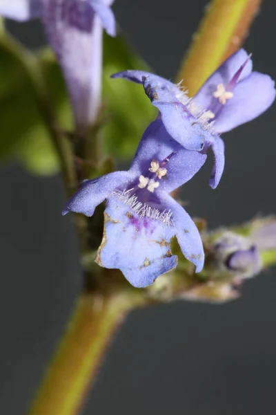 Flor Lila Silvestre Pequeña Glechoma Hederacea Familia Lamiaceae Botánico Moderno — Foto de Stock