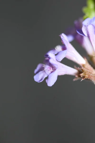 Άγρια Μικρά Άνθη Πασχαλιάς Glechoma Hederacea Family Lamiaceae Βοτανική Σύγχρονη — Φωτογραφία Αρχείου