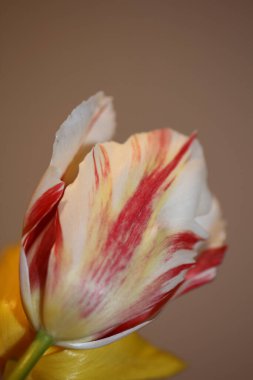 Lale çiçeği makro arka plan ailesi liliaceae botanik modern yüksek kalite büyük boy baskılar