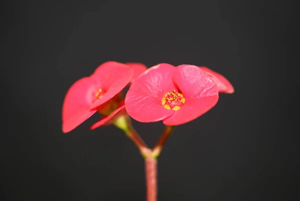 Röd Blomma Nära Håll Euphorbia Milii Familjen Euphorbiaceae Botaniska Moderna — Stockfoto