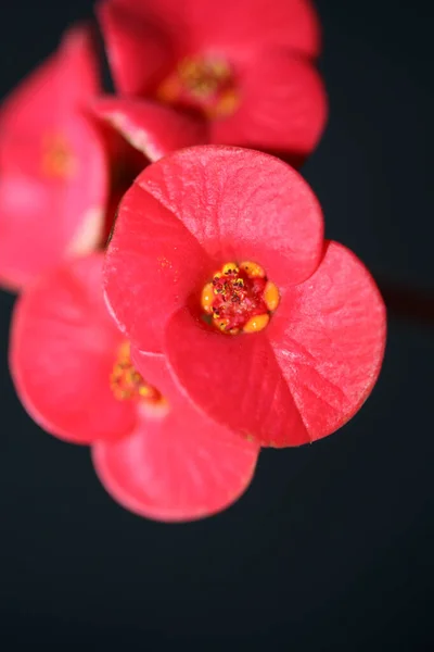 Flor Roja Cerca Euphorbia Milii Familia Euphorbiaceae Botánica Moderna Alta —  Fotos de Stock