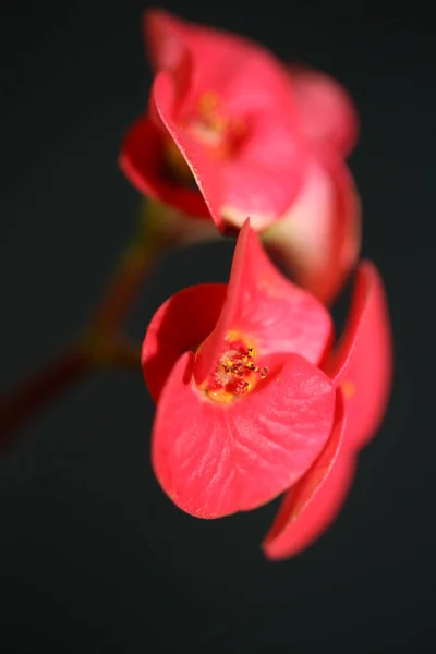 Röd Blomma Nära Håll Euphorbia Milii Familjen Euphorbiaceae Botaniska Moderna — Stockfoto