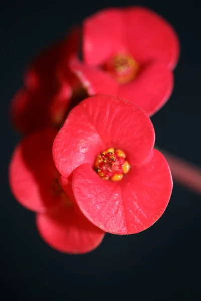 Kırmızı Çiçek Euphorbia Milii Ailesinin Öforbiaceae Botanik Çağdaş Yüksek Kalite — Stok fotoğraf