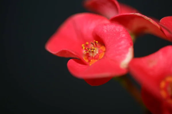 Kırmızı Çiçek Euphorbia Milii Ailesinin Öforbiaceae Botanik Çağdaş Yüksek Kalite — Stok fotoğraf