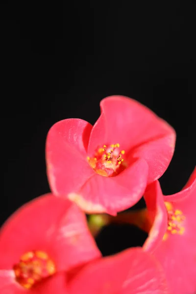 Red Flower Close Euphorbia Milii Family Euphorbiaceae Botanical Modern High — Stock Photo, Image