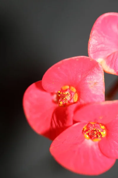 Röd Blomma Nära Håll Euphorbia Milii Familjen Euphorbiaceae Botaniska Moderna — Stockfoto