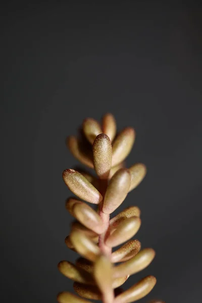 Suculentas Hojas Flores Cerca Sedum Rubens Familia Crassulaceae Botánica Moderna — Foto de Stock