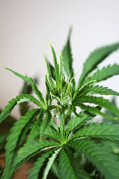 Marihuana Planta Cerca Cannabis Sativa Familia Cannabaceae Moderno Fondo Botánico — Foto de Stock