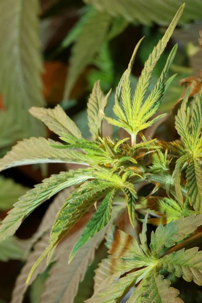 Marihuana Plant Close Cannabis Sativa Familie Cannabaceae Moderne Botanische Achtergrond — Stockfoto
