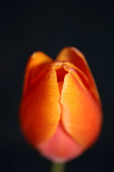 Tulipa Flor Macro Fundo Família Liliaceae Botânico Moderno Alta Qualidade — Fotografia de Stock