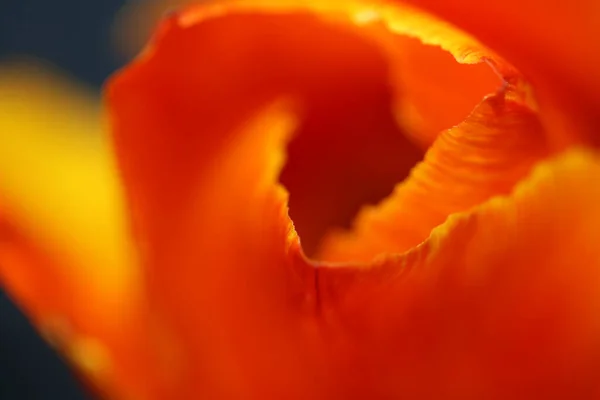 Tulipano Fiore Macro Sfondo Famiglia Liliaceae Botanico Moderno Alta Qualità — Foto Stock