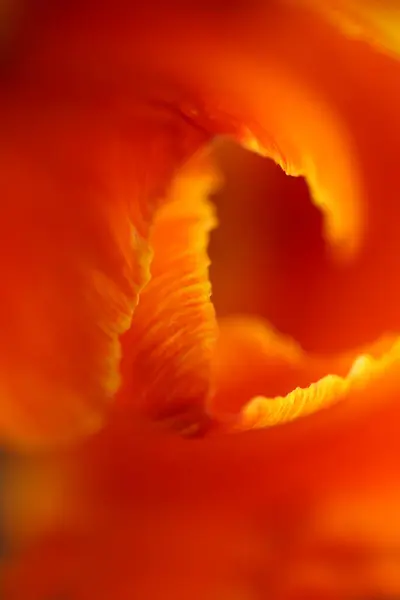 チューリップの花マクロ背景科植物現代的な高品質の大きなサイズのプリント — ストック写真