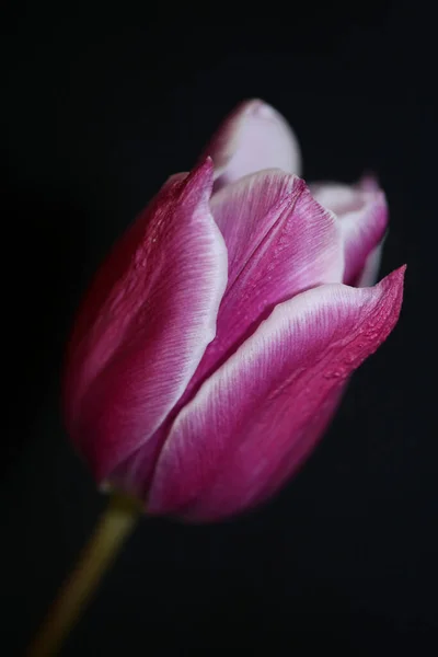 Tulipa Flor Macro Fundo Família Liliaceae Botânico Moderno Alta Qualidade — Fotografia de Stock