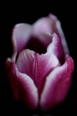 Lale çiçeği yakın plan çekim aile liliaceae botanik modern yüksek kalite büyük boy baskılar