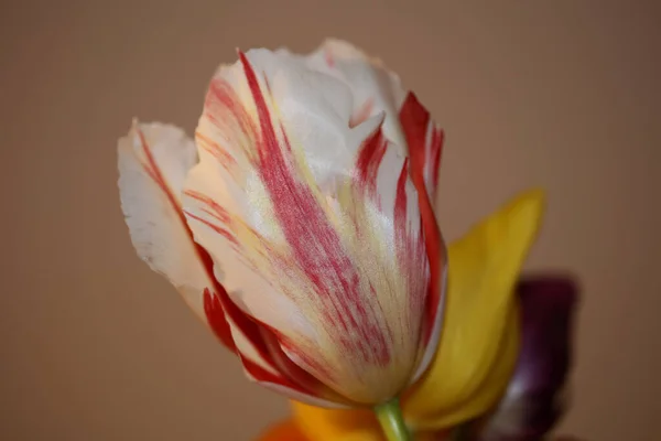 Tulipe Fleur Gros Plan Pousse Arrière Plan Famille Liliaceae Botanique — Photo