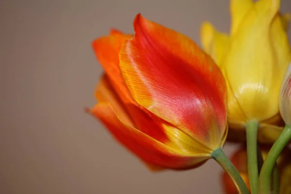 Цветок Тюльпана Крупным Планом Снимет Фон Семейства Liliaceae Ботанических Современных — стоковое фото