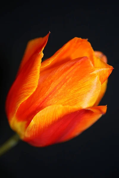 Flor Tulipán Cerca Brote Fondo Familia Liliaceae Botánica Moderna Alta — Foto de Stock