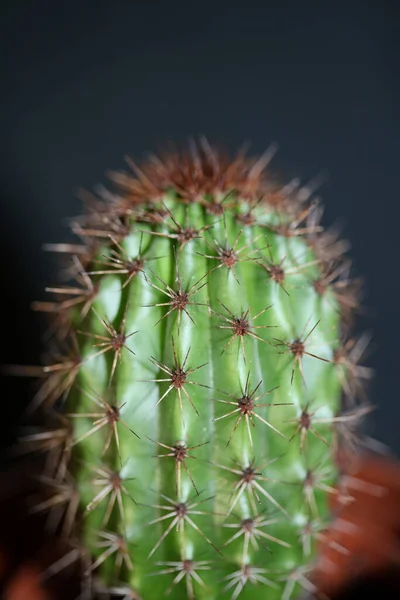 Cactus Primo Piano Fondo Stenocereus Thurberi Famiglia Cactaceae Moderno Botanico — Foto Stock