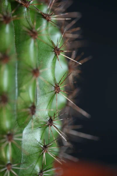 Cactus Primo Piano Fondo Stenocereus Thurberi Famiglia Cactaceae Moderno Botanico — Foto Stock
