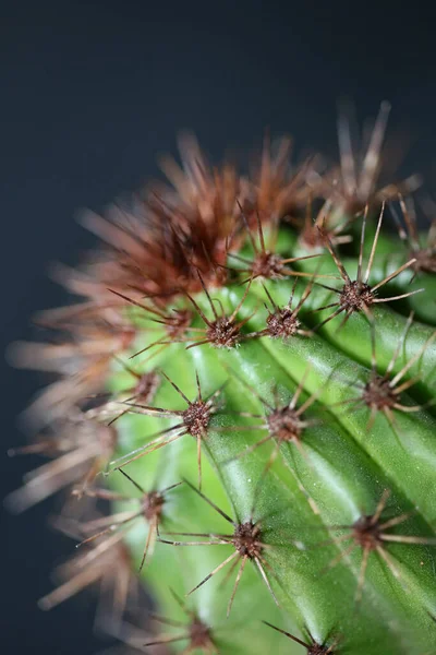 Cactus Close Achtergrond Stenocereus Thurberi Familie Cactaceae Moderne Botanische Hoge — Stockfoto