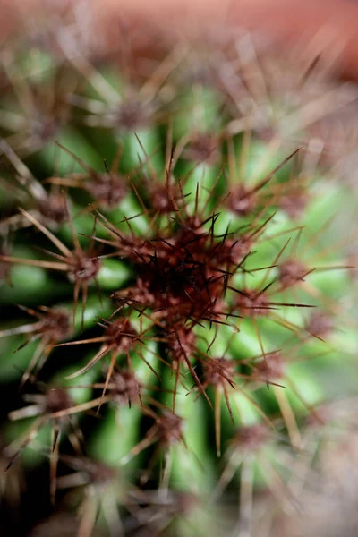 Cactus Primo Piano Fondo Stenocereus Thurberi Famiglia Cactaceae Moderno Botanico — Foto Stock