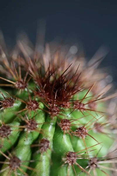 Cactus Close Background Familia Stenocereus Thurberi Cactaceae Botánica Moderna Alta —  Fotos de Stock