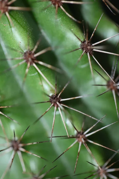 Cactus Close Background Stenocereus Thurberi Family Cactaceae Modern Botanical High — Fotografia de Stock