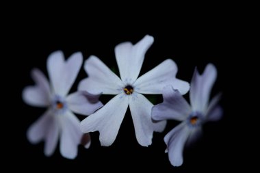 Çiçek çiçeği siyah arka planda, Phlox Sabulata L. Aile polemoniaceae botanik çağdaş, yüksek kalite, büyük kalite eğitim baskıları.