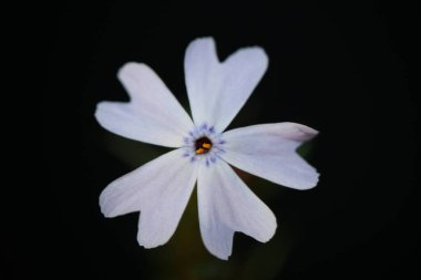 Çiçek çiçeği siyah arka planda, Phlox Sabulata L. Aile polemoniaceae botanik çağdaş, yüksek kalite, büyük kalite eğitim baskıları.