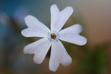 Çiçek çiçeği renkli arka planda kapanıyor Phlox Sabulata L. Aile polemoniaceae botanik çağdaş, yüksek kalite, büyük kalite, eğitici baskılar.