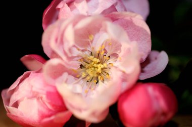 Pembe kiraz çiçeği yakın plan Prunus serrulata ailesi rosaceae modern botanik büyük boy baskılar