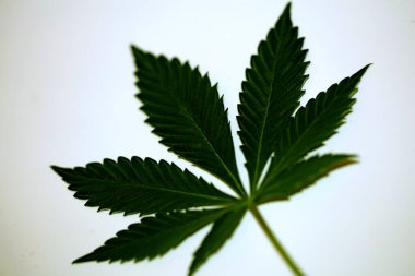 Marihuana yeşil yaprağı, farklı arka planda modern olarak izole edilmiş, tıbbi esrar sativa yetiştiren büyük boy baskılar.