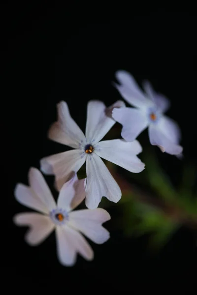 Цветочный Цвет Крупным Планом Черном Фоне Phlox Sabulata Семейство Полемониевые — стоковое фото