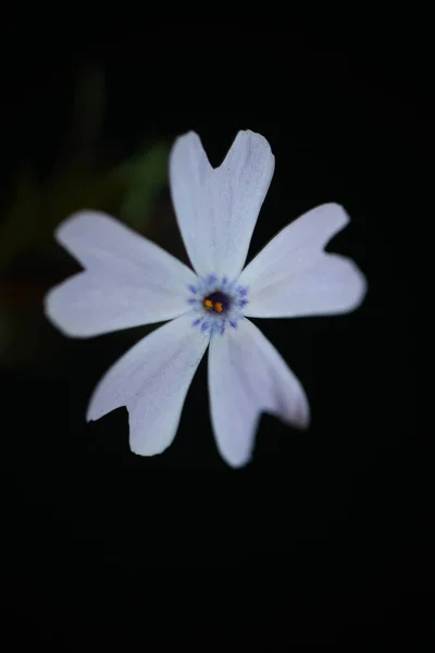 Blütenpracht Nahaufnahme Auf Schwarzem Hintergrund Phlox Sabulata Familie Polemoniaceae Botanische — Stockfoto
