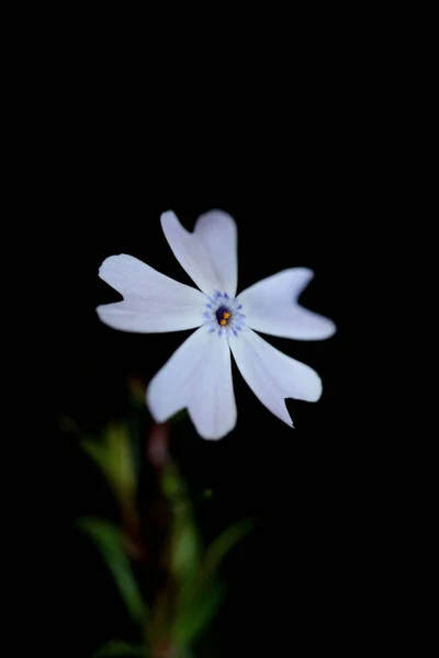 Kwiat Kwiat Bliska Czarnym Tle Phlox Sabulata Rodzina Polemoniaceae Botaniczne — Zdjęcie stockowe