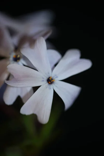 Kwiat Kwiat Bliska Czarnym Tle Phlox Sabulata Rodzina Polemoniaceae Botaniczne — Zdjęcie stockowe