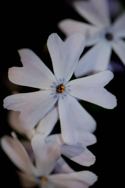 Çiçek Çiçeği Siyah Arka Planda Phlox Sabulata Aile Polemoniaceae Botanik — Stok fotoğraf