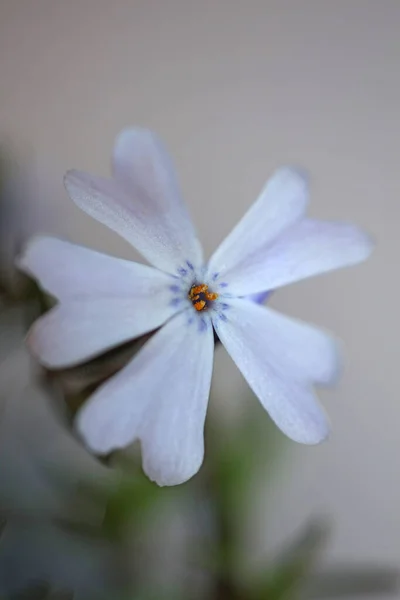 Kwiat Kwiat Bliska Kolorowym Tle Phlox Sabulata Rodzina Polemoniaceae Botaniczne — Zdjęcie stockowe