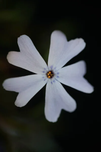 Fioritura Fiori Vicino Sfondo Nero Phlox Sabulata Famiglia Polemoniaceae Botanico — Foto Stock