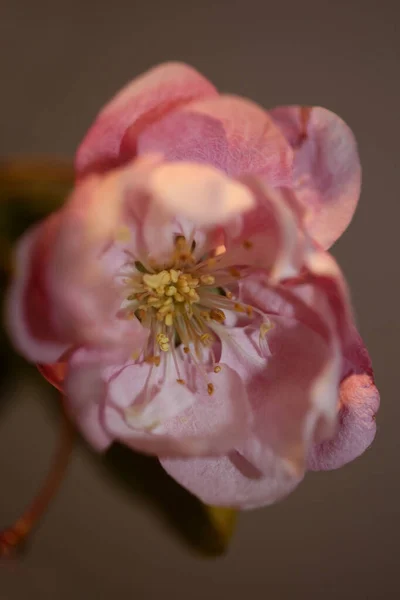 Flor Cerezo Rosa Flor Primer Plano Fondo Prunus Serrulata Familia —  Fotos de Stock