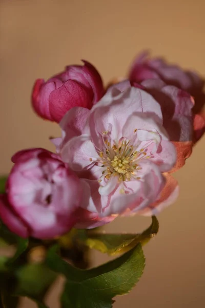 Ροζ Άνθη Κερασιάς Close Background Prunus Serrulata Family Rosaceae Μοντέρνα — Φωτογραφία Αρχείου