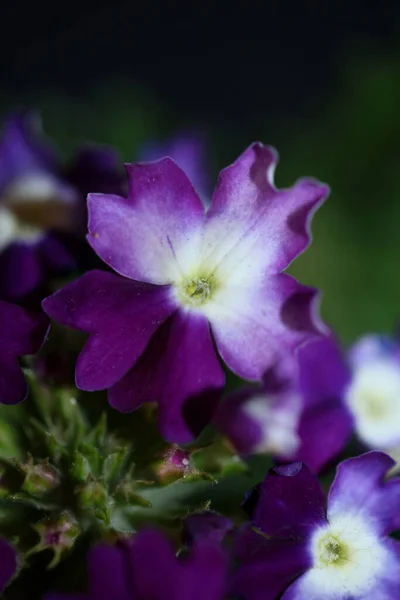 Цветущие Цветки Крупным Планом Verbena Hybrid Семейства Verbenaceae Ботанические Современный — стоковое фото